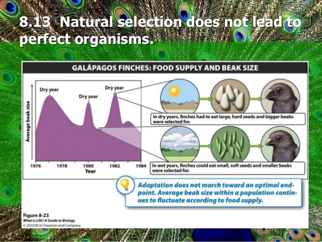 Why Does Natural Selection Not Result In Perfect Organisms Why Does Natural Selection Not Result In Perfect Organisms