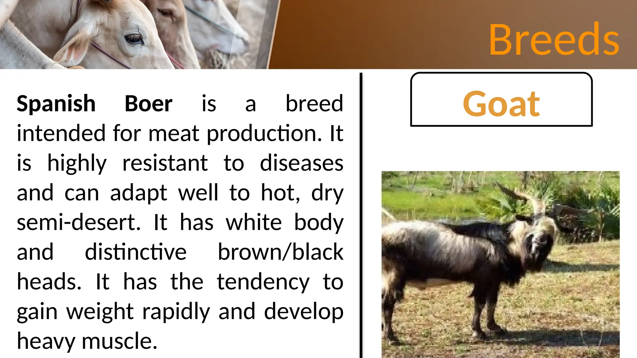 Day 17-20 (Breeds of Farm Animals Cattle, Swine, Goat, and Rabbit).pptx