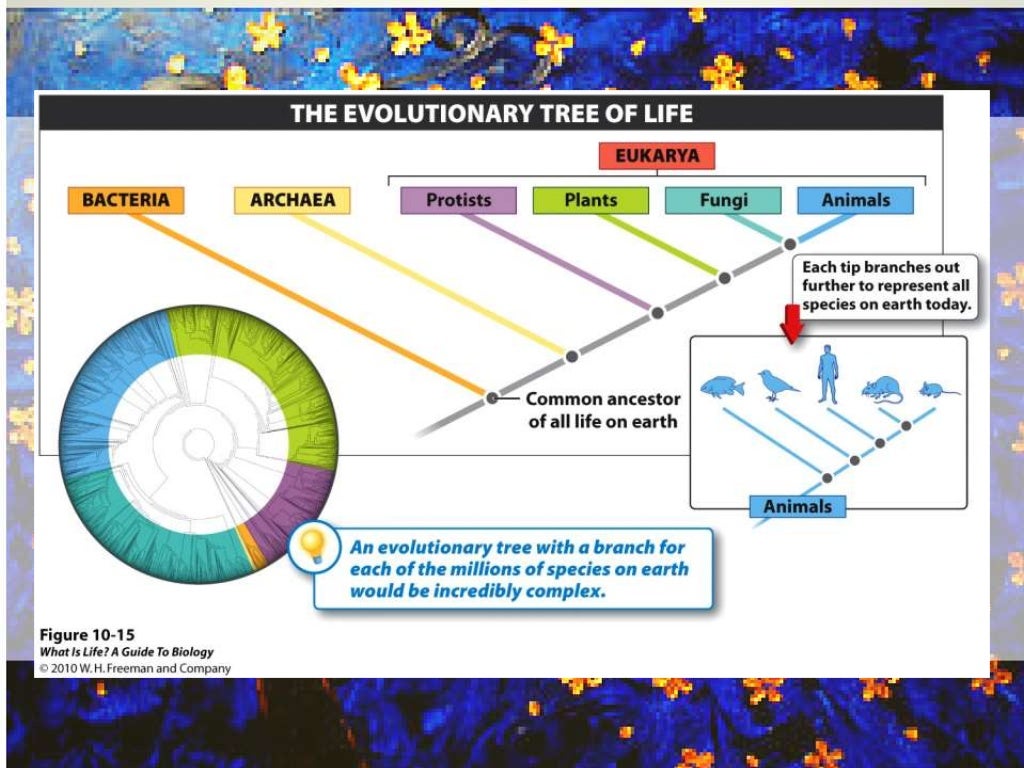 Evolutionary Trees and The Diversity of Life