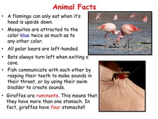 Animal Facts
• A flamingo can only eat when it’s
head is upside down.
• Mosquitos are attracted to the
color blue twice as much as to
any other color.
• All polar bears are left-handed.
• Bats always turn left when exiting a
cave.
• Fish communicate with each other by
rasping their teeth to make sounds in
their throat, or by using their swim
bladder to create sounds.
• Giraffes are ruminants. This means that
they have more than one stomach. In
fact, giraffes have four stomachs!!

 