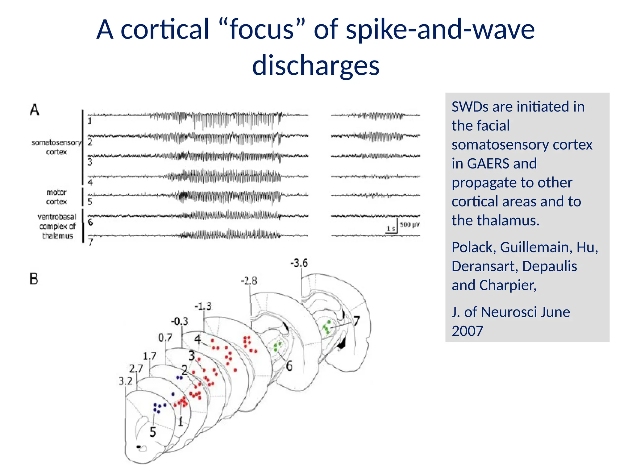 A cortical “focus” of spike-and-wave
discharges
SWDs are initiated in
the facial
somatosensory cortex
in GAERS and
propagate to other
cortical areas and to
the thalamus.
Polack, Guillemain, Hu,
Deransart, Depaulis
and Charpier,
J. of Neurosci June
2007
 