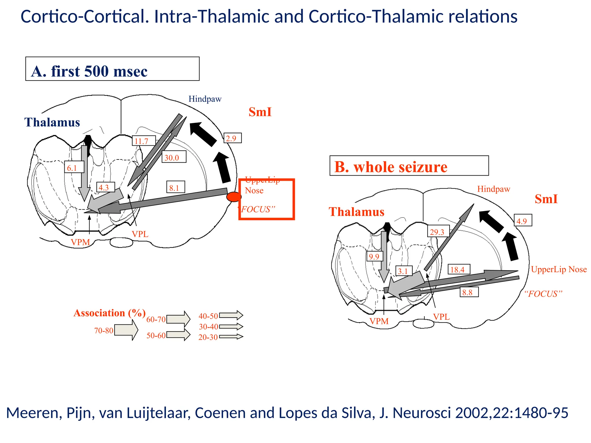 VPM VPL
18.4
8.8
29.3
3.1
9.9
Hindpaw
UpperLip Nose
“FOCUS”
SmI
Thalamus
B. whole seizure
4.9
A. first 500 msec
VPM
2.9
8.1
11.7
30.0
4.3
6.1
VPL
UpperLip
Nose
“FOCUS”
SmI
Thalamus
Hindpaw
20-30
40-50
30-40
70-80
50-60
60-70
Association (%)
Meeren, Pijn, van Luijtelaar, Coenen and Lopes da Silva, J. Neurosci 2002,22:1480-95
Cortico-Cortical. Intra-Thalamic and Cortico-Thalamic relations
 
