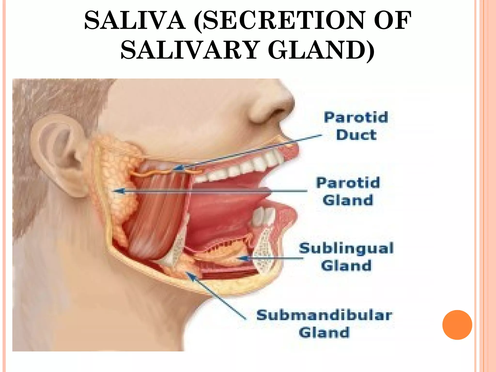 SALIVA (SECRETION OF
SALIVARY GLAND)
 