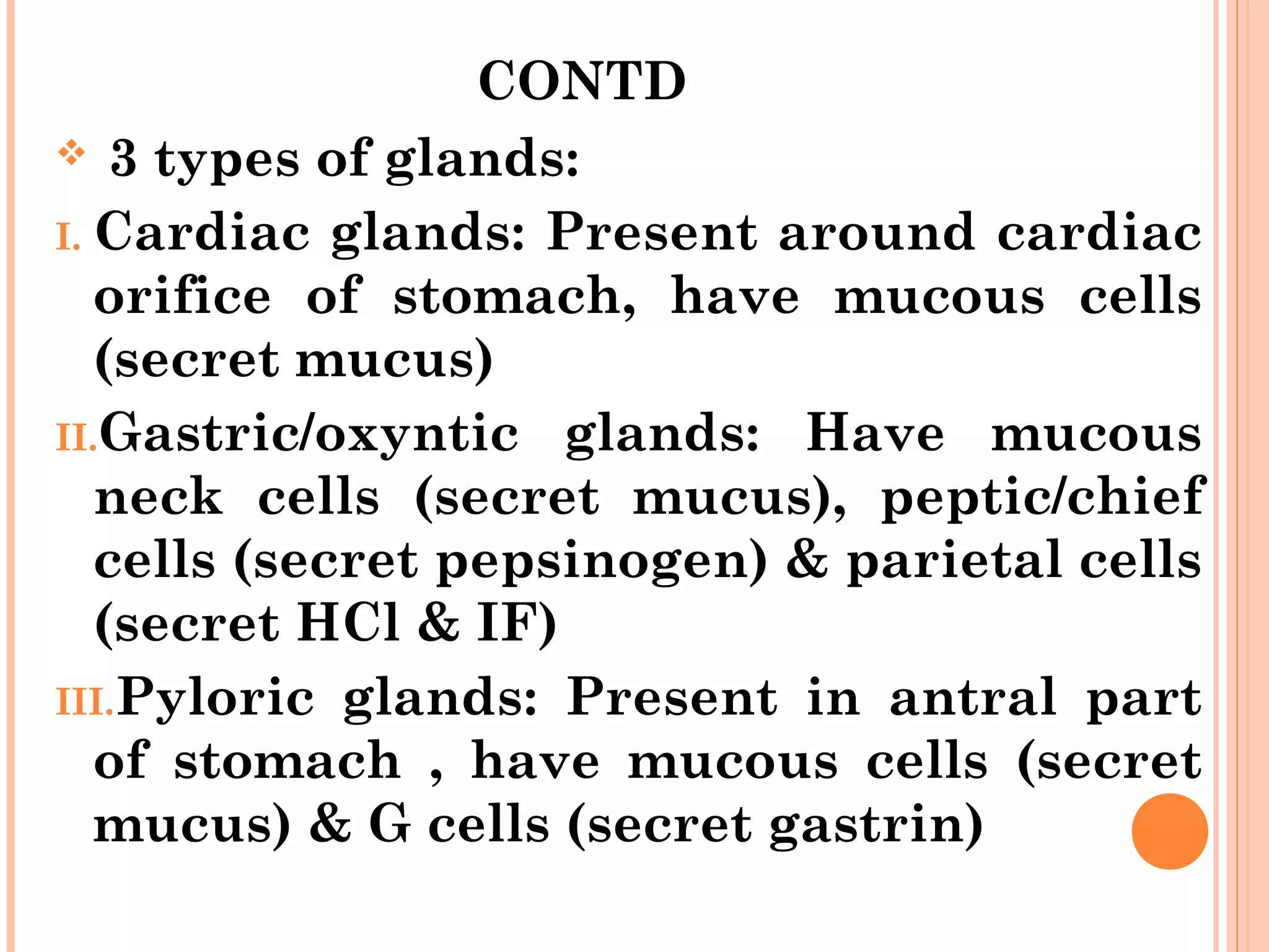 CONTD
 3 types of glands:
I. Cardiac glands: Present around cardiac
orifice of stomach, have mucous cells
(secret mucus)
II.Gastric/oxyntic glands: Have mucous
neck cells (secret mucus), peptic/chief
cells (secret pepsinogen) & parietal cells
(secret HCl & IF)
III.Pyloric glands: Present in antral part
of stomach , have mucous cells (secret
mucus) & G cells (secret gastrin)
 