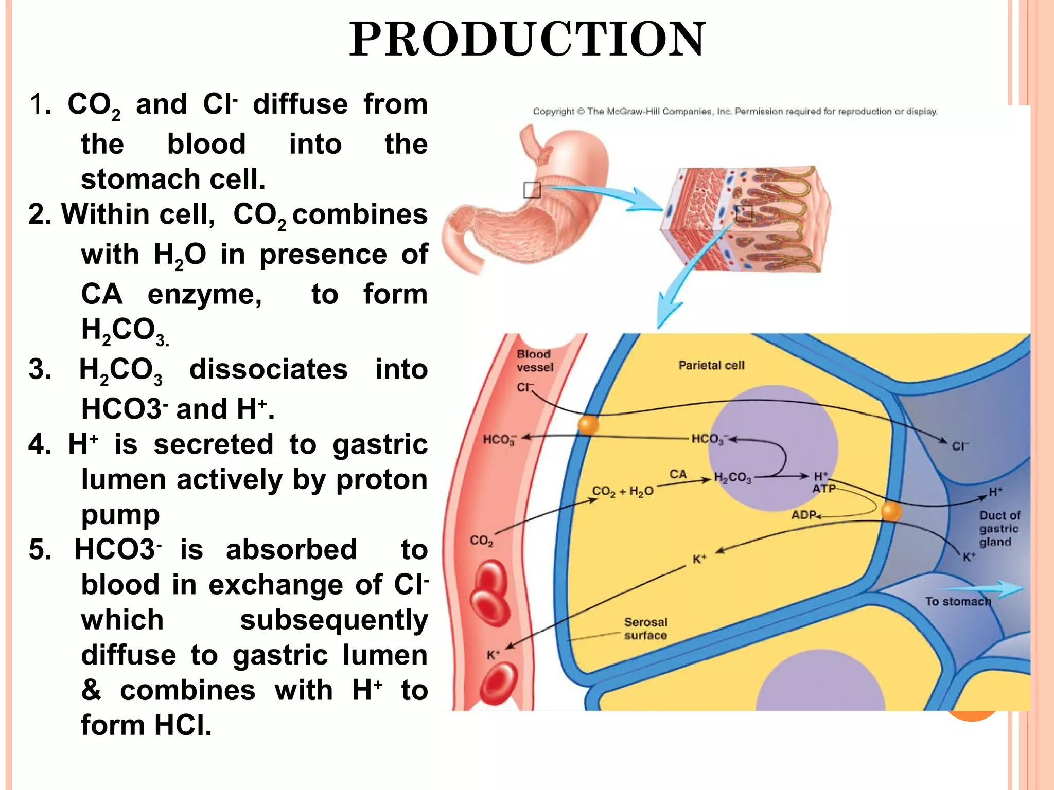 PRODUCTION
1. CO2 and Cl-
diffuse from
the blood into the
stomach cell.
2. Within cell, CO2 combines
with H2O in presence of
CA enzyme, to form
H2CO3.
3. H2CO3 dissociates into
HCO3-
and H+
.
4. H+
is secreted to gastric
lumen actively by proton
pump
5. HCO3-
is absorbed to
blood in exchange of Cl-
which subsequently
diffuse to gastric lumen
& combines with H+
to
form HCl.
 