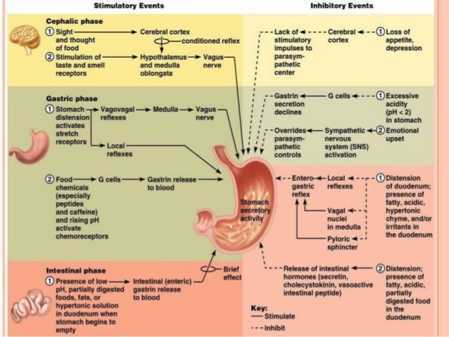 Introduction To Digestion And Absorption Local Hormones Of GIT Diff 