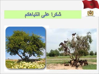 Morocco: ملائمة برنامج العمل الوطني لمحاربة  التصحر حسب خصوصيات المناطق