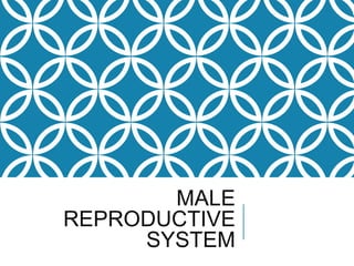 MALE
REPRODUCTIVE
SYSTEM
 