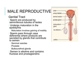 MALE REPRODUCTIVE SYSTEM
Genital Tract
�Sperm are produced by
seminiferous tubules of testes
�Undergo maturation in the
epididymis
�Maturation involves gaining of motility
�Sperm pass through vasa
deferentia where products are
secreted by glands that contribute
to semen
�Seminal vesicles
�Prostate
�Bulbourethral glands
�Semen is alkaline and contains
fructose and prostaglandins
 