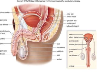 THE MALE REPRODUCTIVE
SYSTEM
 