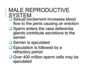 MALE REPRODUCTIVE
SYSTEM
 Sexual excitement increases blood
flow to the penis causing an erection
 Sperm enters the vasa deferentia,
glands contribute secretions to the
semen
 Semen is ejaculated
 Ejaculation is followed by a
refractory period
 Over 400 million sperm cells may be
ejaculated
 
