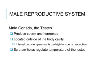 MALE REPRODUCTIVE SYSTEM
Male Gonads, the Testes
 Produce sperm and hormones
 Located outside of the body cavity
 Internal body temperature is too high for sperm production
 Scrotum helps regulate temperature of the testes
 
