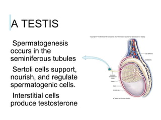 A TESTIS
Spermatogenesis
occurs in the
seminiferous tubules
Sertoli cells support,
nourish, and regulate
spermatogenic cells.
Interstitial cells
produce testosterone
 
