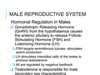 MALE REPRODUCTIVE SYSTEM
Hormonal Regulation in Males
 Gonadotropin Releasing Hormone
(GnRH) from the hypothalamus causes
the anterior pituitary to release Follicle-
Stimulating Hormone (FSH) and
Luteinizing Hormone (LH)
 FSH targets seminiferous tubules- stimulates
sperm production
 LH stimulates interstitial cells of the testes to
produce testosterone
 All are regulated by negative feedback
 Testosterone is responsible for male
secondary sex characteristics
 