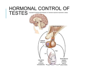HORMONAL CONTROL OF
TESTES
 