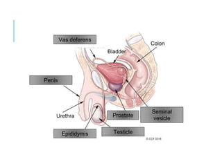 Vas deferens
Penis
Seminal
vesicle
Prostate
Testicle
Epididymis
 