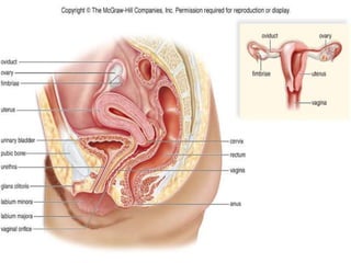 21.2 FEMALE REPRODUCTIVE
SYSTEM
 