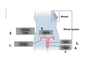 Fallopian
Tube Uterus
Cervix
Vagin
a
1.
2.
3.
4.
5.
Ovary
 