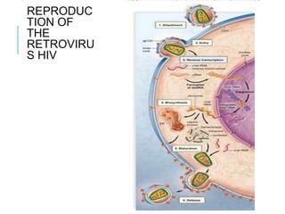 REPRODUC
TION OF
THE
RETROVIRU
S HIV
 