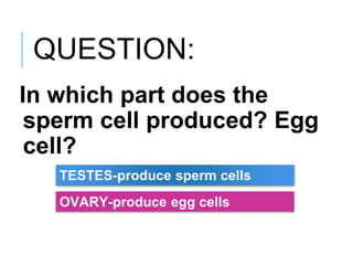 QUESTION:
In which part does the
sperm cell produced? Egg
cell?
TESTES-produce sperm cells
OVARY-produce egg cells
 