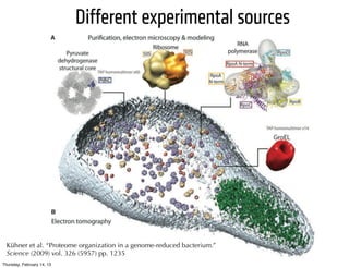 Different experimental sources




  Kühner et al. “Proteome organization in a genome-reduced bacterium.”
  Science (2009) vol. 326 (5957) pp. 1235
Thursday, February 14, 13
 