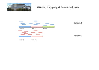 RNA-­‐seq	
  mapping:	
  diﬀerent	
  isoforms	
  




                                                                          Isoform	
  1	
  

Exon	
  1	
     Exon	
  2	
            Exon	
  3	
  



                                                                          Isoform	
  2	
  
Exon	
  1	
     Exon	
  2	
  
 