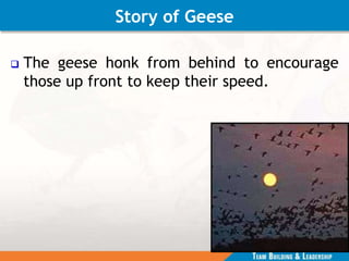 Story of Geese
 The geese honk from behind to encourage
those up front to keep their speed.
 