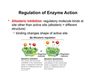 Day 2 - Enzyme Structure and Function.pptx