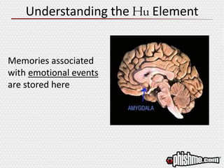 Understanding the Hu Element
Memories associated
with emotional events
are stored here
 