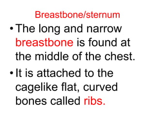 Breastbone/sternum
• The long and narrow
breastbone is found at
the middle of the chest.
•It is attached to the
cagelike flat, curved
bones called ribs.
 