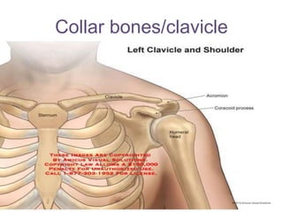 Collar bones/clavicle
 