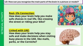 Understanding the Brain: Structure, Function, and Safety in Daily Life ...