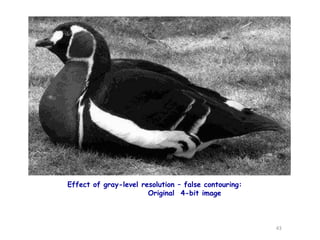 Effect of gray-level resolution – false contouring:
Original 4-bit image
43
 