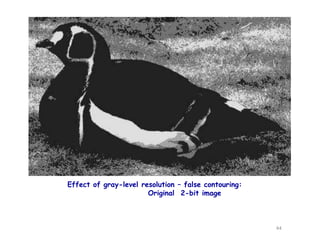 Effect of gray-level resolution – false contouring:
Original 2-bit image
44
 