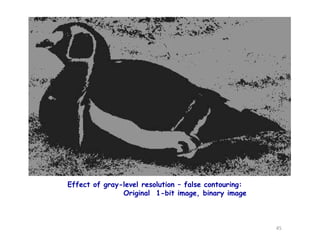 Effect of gray-level resolution – false contouring:
Original 1-bit image, binary image
45
 