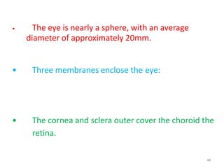 48
• The eye is nearly a sphere, with an average
diameter of approximately 20mm.
• Three membranes enclose the eye:
• The cornea and sclera outer cover the choroid the
retina.
 