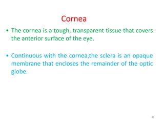 49
Cornea
• The cornea is a tough, transparent tissue that covers
the anterior surface of the eye.
• Continuous with the cornea,the sclera is an opaque
membrane that encloses the remainder of the optic
globe.
 