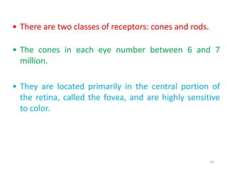 54
• There are two classes of receptors: cones and rods.
• The cones in each eye number between 6 and 7
million.
• They are located primarily in the central portion of
the retina, called the fovea, and are highly sensitive
to color.
 