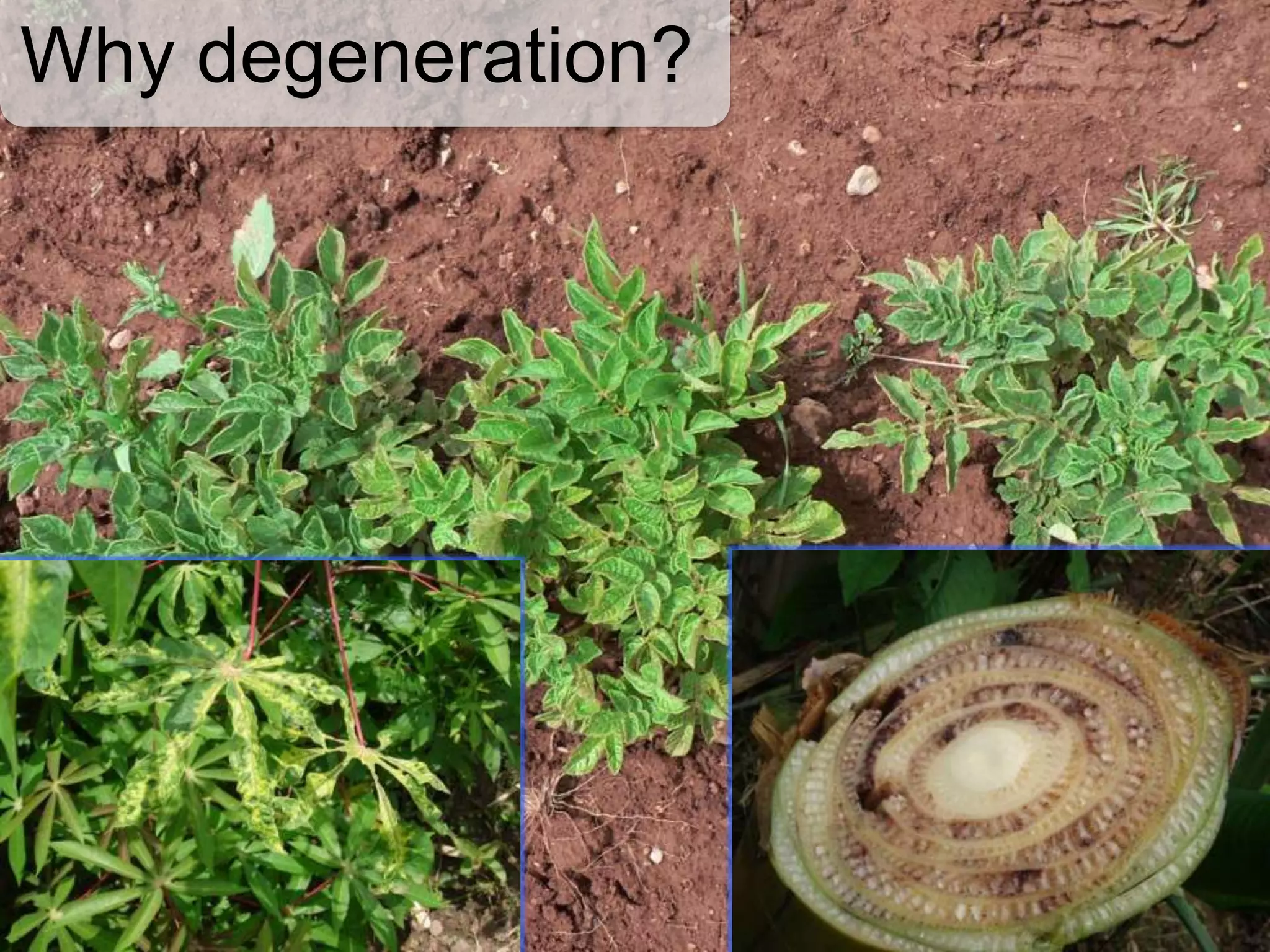 Why degeneration?