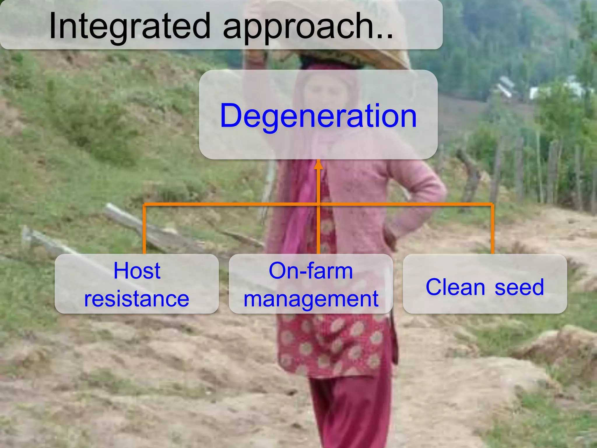 Integrated approach..
Degeneration
Clean seed
Host
resistance
On-farm
management