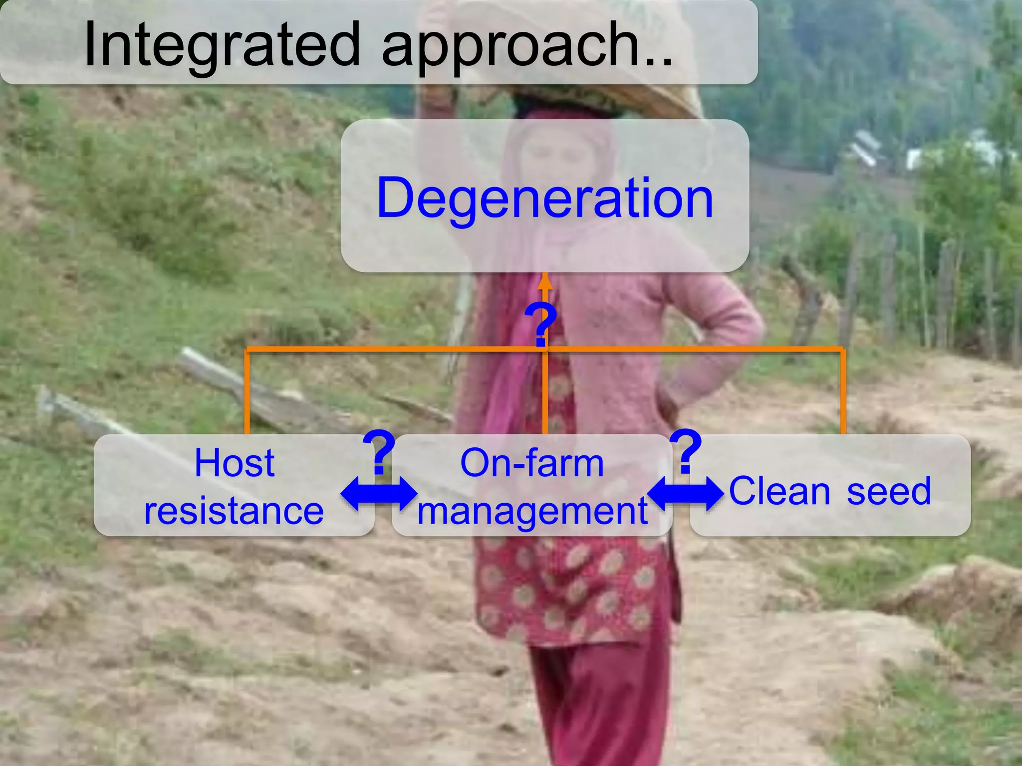 Integrated approach..
Degeneration
Clean seed
Host
resistance
?
? On-farm
?
management