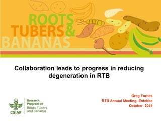 Collaboration leads to progress in reducing 
degeneration in RTB 
Greg Forbes 
RTB Annual Meeting, Entebbe 
October, 2014 
 