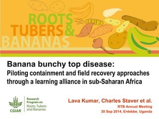 Banana bunchy top disease: 
Piloting containment and field recovery approaches 
through a learning alliance in sub-Saharan Africa 
Lava Kumar, Charles Staver et al. 
RTB Annual Meeting 
30 Sep 2014, Entebbe, Uganda 
 