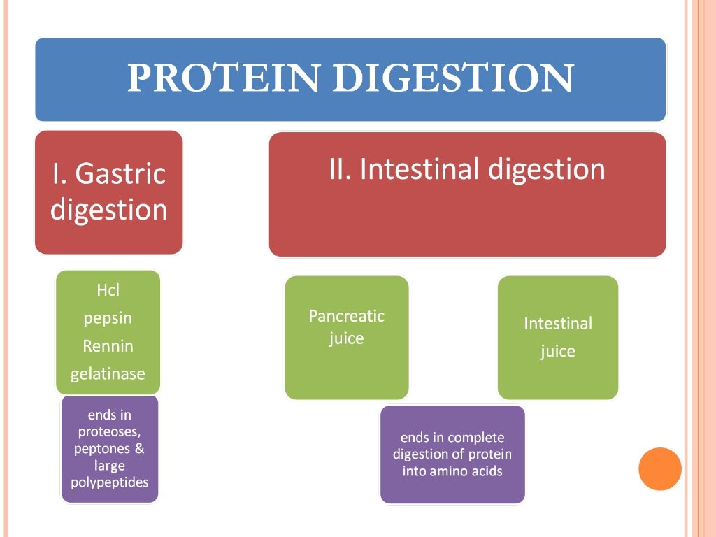 Digestion and absorption of carbohydrates and proteins