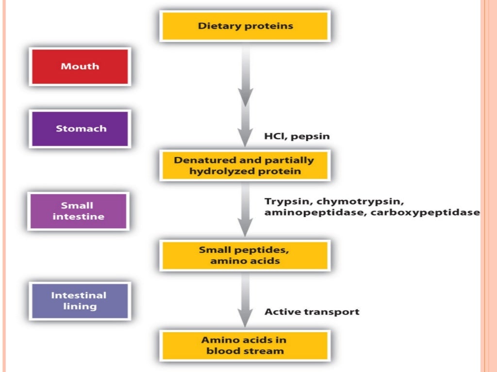 Digestion and absorption of carbohydrates and proteins