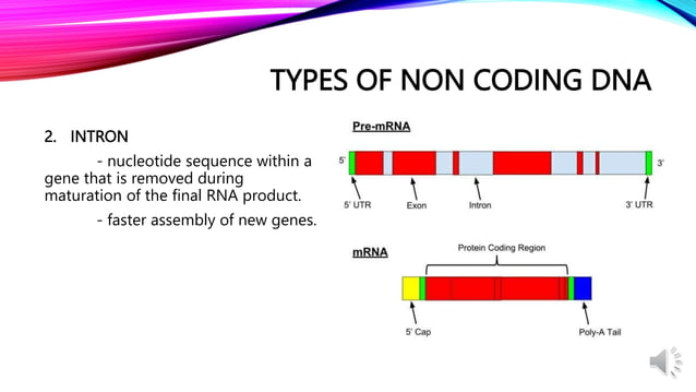Day 2 Eukaryotic genome and its utilization in development and.pptx
