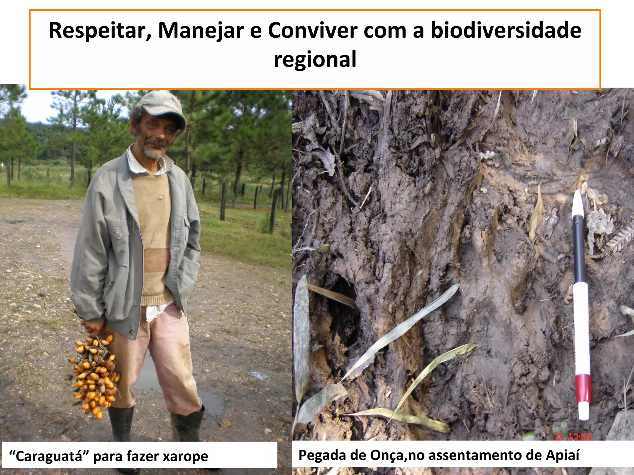 Respeitar,	
  Manejar	
  e	
  Conviver	
  com	
  a	
  biodiversidade	
  
                                      regional	
  




“Caraguatá”	
  para	
  fazer	
  xarope	
     Pegada	
  de	
  Onça,no	
  assentamento	
  de	
  Apiaí	
  
 