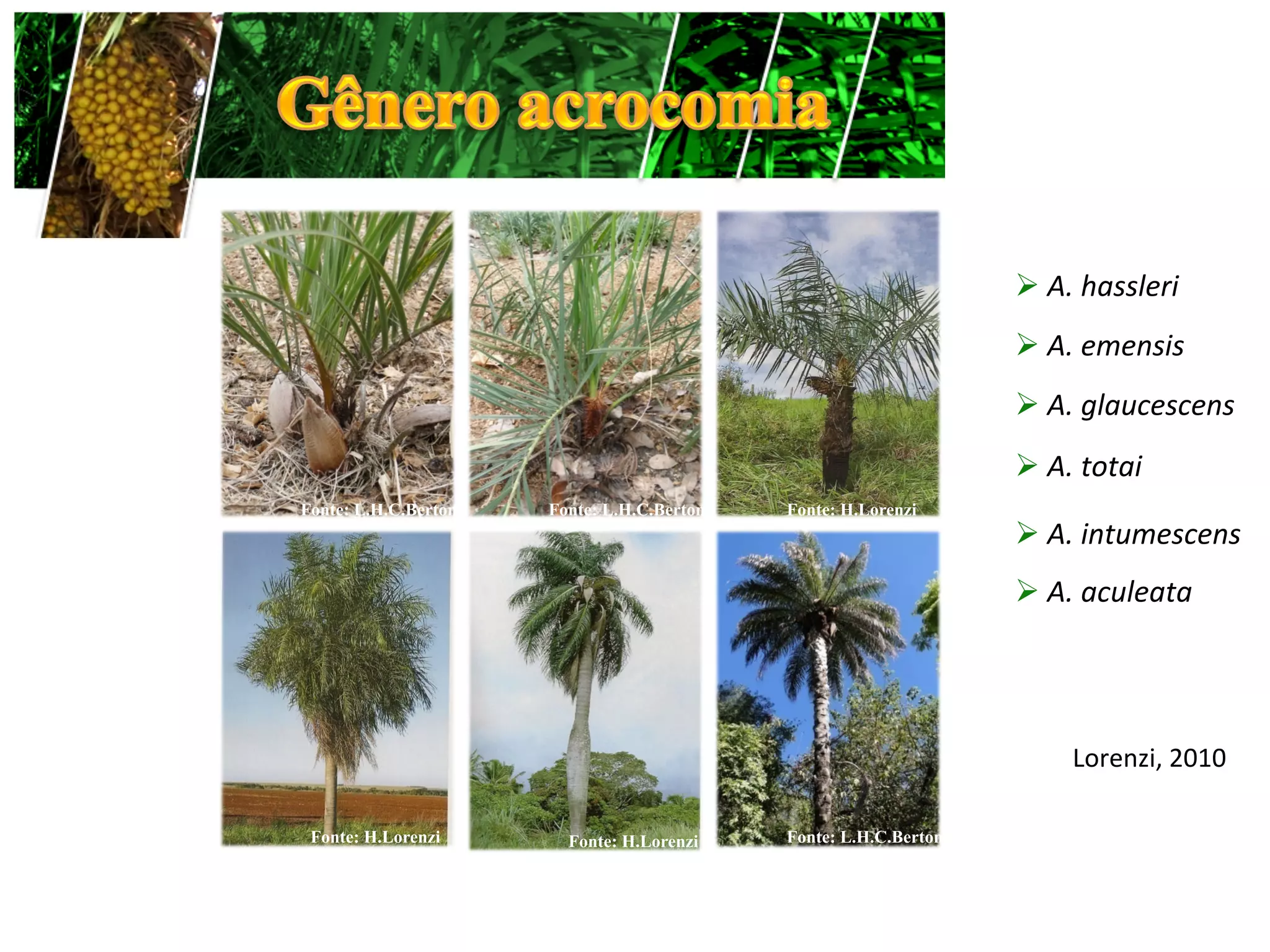 Ø 	
  A.	
  hassleri	
  
                                                                  Ø 	
  A.	
  emensis	
  
                                                                  Ø 	
  A.	
  glaucescens	
  
                                                                  Ø 	
  A.	
  totai	
  
Fonte: L.H.C.Berton   Fonte: L.H.C.Berton   Fonte: H.Lorenzi
                                                                  Ø 	
  A.	
  intumescens	
  
                                                                  Ø 	
  A.	
  aculeata	
  




                                                                           Lorenzi,	
  2010	
  

 Fonte: H.Lorenzi       Fonte: H.Lorenzi    Fonte: L.H.C.Berton
 