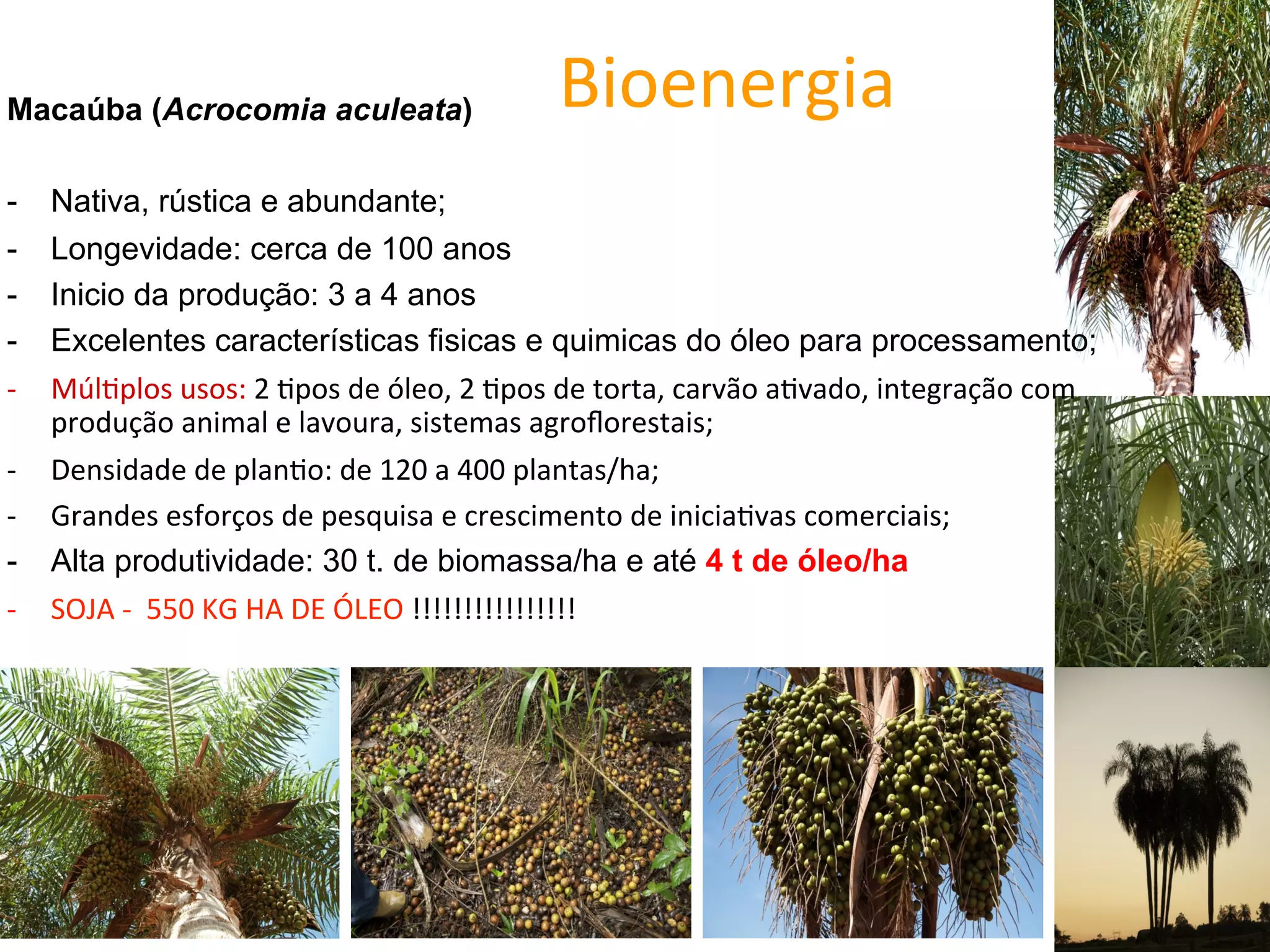 Macaúba (Acrocomia aculeata)                                     Bioenergia	
  
-      Nativa, rústica e abundante;
-      Longevidade: cerca de 100 anos
-      Inicio da produção: 3 a 4 anos
-      Excelentes características fisicas e quimicas do óleo para processamento;
-­‐    MúlLplos	
  usos:	
  2	
  Lpos	
  de	
  óleo,	
  2	
  Lpos	
  de	
  torta,	
  carvão	
  aLvado,	
  integração	
  com	
  
       produção	
  animal	
  e	
  lavoura,	
  sistemas	
  agroﬂorestais;	
  
-­‐    Densidade	
  de	
  planLo:	
  de	
  120	
  a	
  400	
  plantas/ha;	
  
-­‐    Grandes	
  esforços	
  de	
  pesquisa	
  e	
  crescimento	
  de	
  iniciaLvas	
  comerciais;	
  
-      Alta produtividade: 30 t. de biomassa/ha e até 4 t de óleo/ha	
  
-­‐    SOJA	
  -­‐	
  	
  550	
  KG	
  HA	
  DE	
  ÓLEO	
  !!!!!!!!!!!!!!!!	
  




         36
 