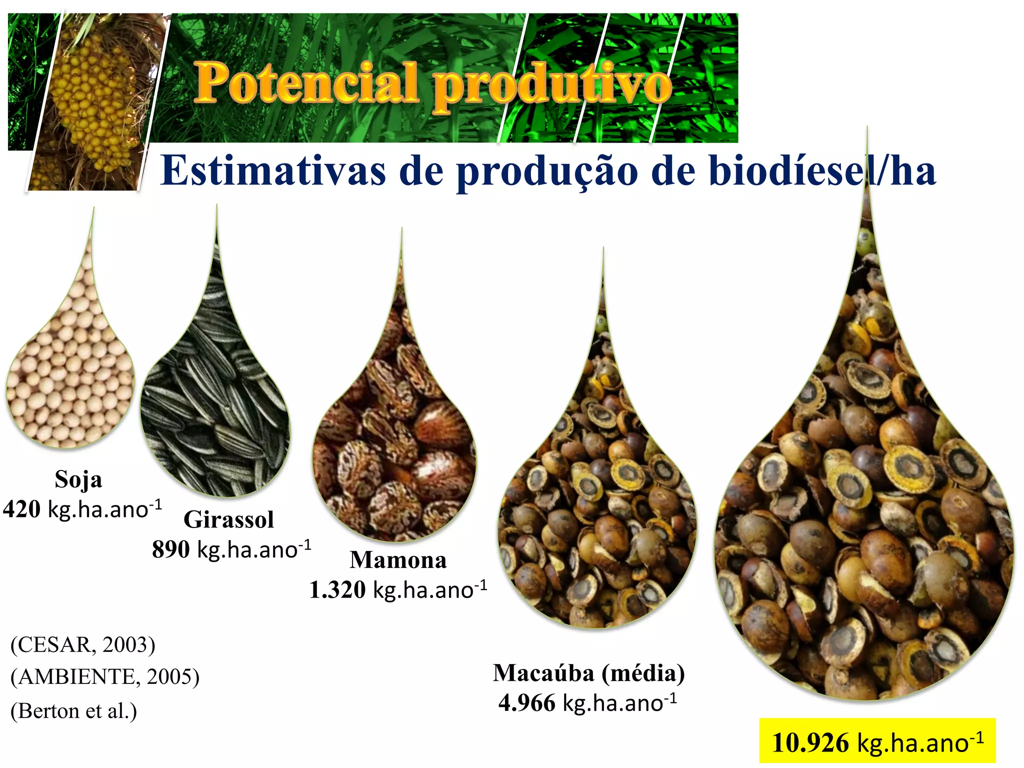 Estimativas de produção de biodíesel/ha




     Soja
420 kg.ha.ano-­‐1	
   Girassol
               890 kg.ha.ano-­‐1	
    Mamona
                                  1.320 kg.ha.ano-­‐1

(CESAR, 2003)
(AMBIENTE, 2005)                                        Macaúba (média)
(Berton et al.)                                         4.966 kg.ha.ano-­‐1
                                                                              10.926 kg.ha.ano-­‐1
 